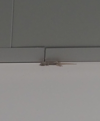 Hemidactylus frenatus