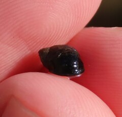 Melarhaphe neritoides