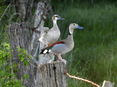 Callonetta leucophrys