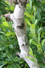 Betula cordifolia