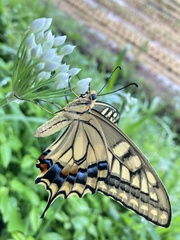 Papilio machaon hippocrates