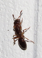 Lasius claviger