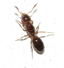 Lasius claviger