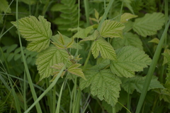 Rubus caesius