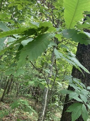 Castanea dentata