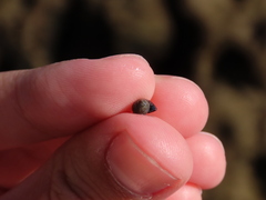 Melarhaphe neritoides