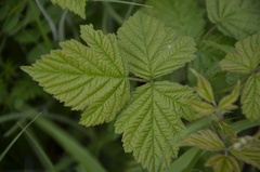 Rubus caesius