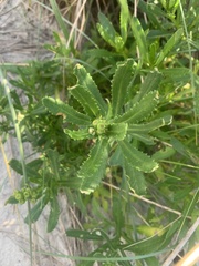 Senecio pinnatifolius