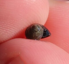 Melarhaphe neritoides