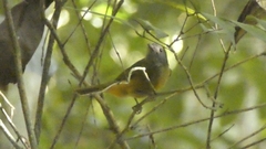 Mionectes rufiventris