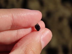 Melarhaphe neritoides