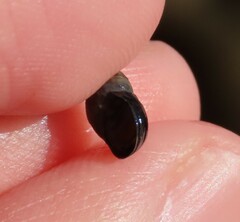 Melarhaphe neritoides