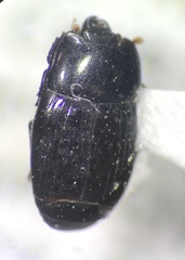 Hololepta