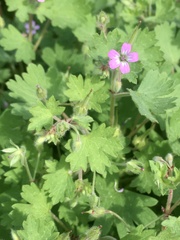 Geranium purpureum