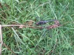 Erythrodiplax funerea