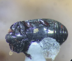 Hololepta