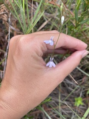 Lobelia nuttallii