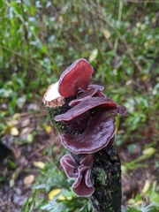 Auricularia cornea