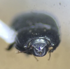 Hololepta