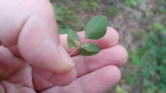 Synchytrium decipiens