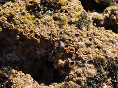 Melarhaphe neritoides