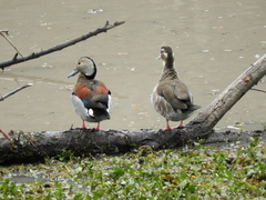 Callonetta leucophrys