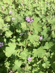 Geranium purpureum