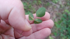 Synchytrium decipiens