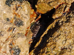 Pachygrapsus marmoratus