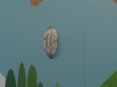 Cyclidia substigmaria