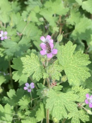 Geranium purpureum