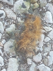 Phragmatobia fuliginosa