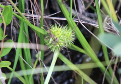 Sparganium americanum