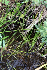 Sparganium americanum