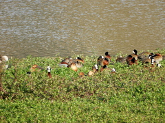 Callonetta leucophrys