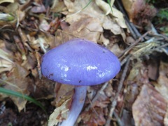 Cortinarius salor