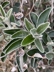 Brachyglottis greyi