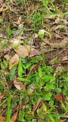 Pterostylis nutans