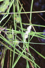 Sparganium americanum