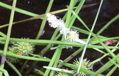 Sparganium americanum