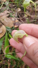 Pterostylis nutans