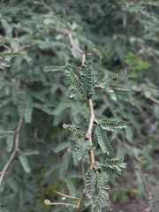 Lysiloma divaricatum