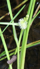 Sparganium americanum