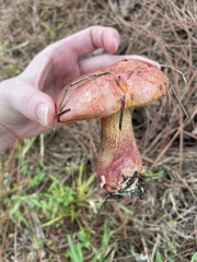 Exsudoporus floridanus