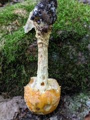 Amanita muscaria guessowii