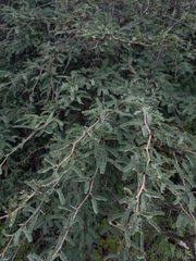 Lysiloma divaricatum