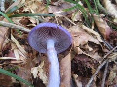 Cortinarius salor