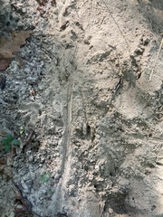 Dasypus novemcinctus