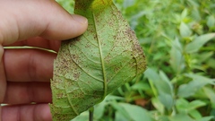 Puccinia helianthi