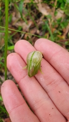 Pterostylis nutans